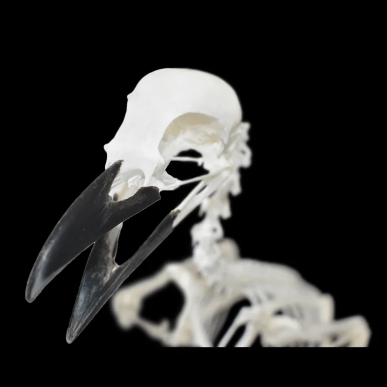 carrion crow skeleton (Corvus corone)