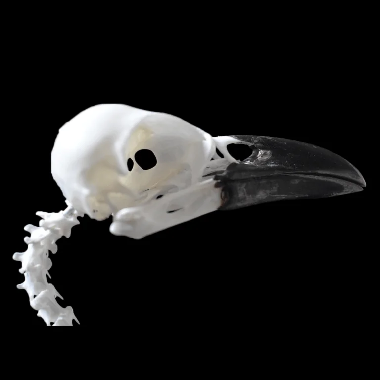 carrion crow skull