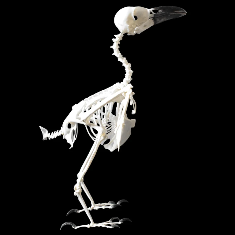 Corvus corone skeleton