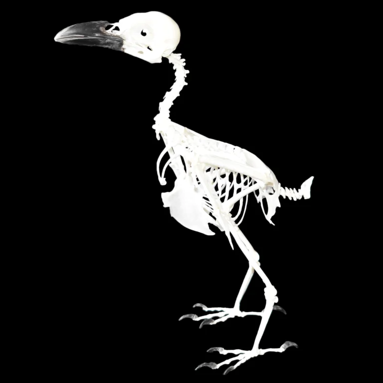 carrion crow Skeleton