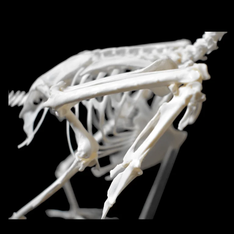 carrion crow wing Skeleton