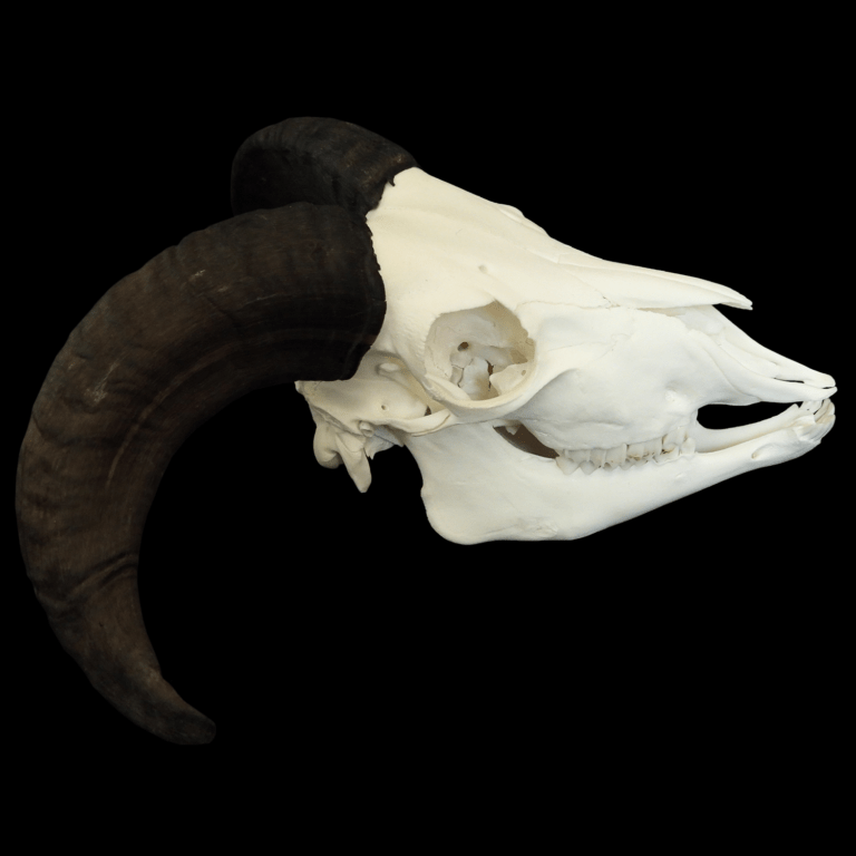 Ovis aries skull