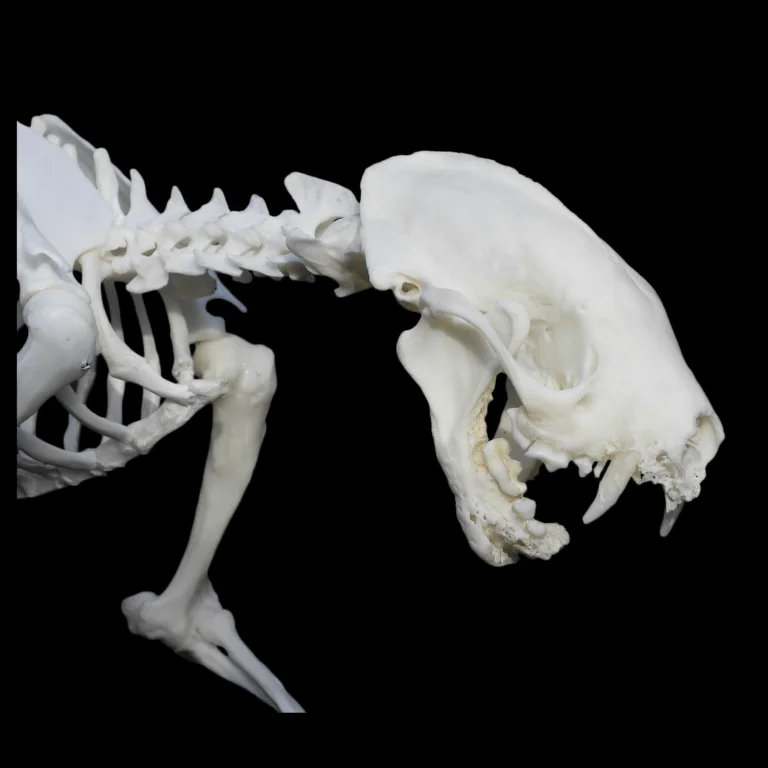 Striped skunk skull