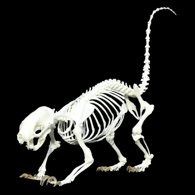 Mephitis mephitis skeleton