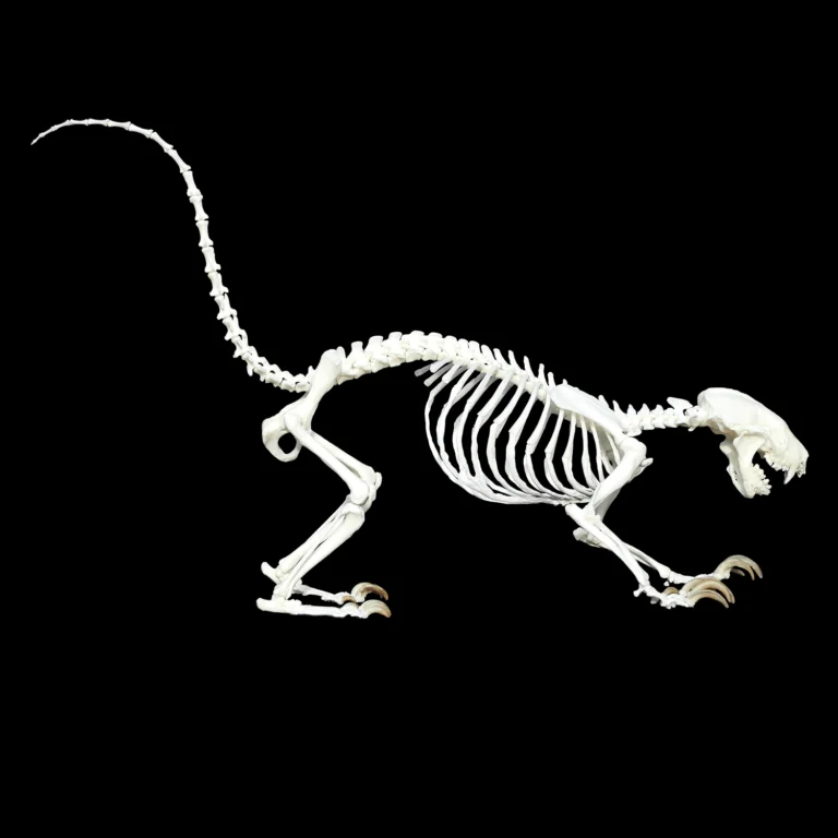 Striped skunk skeleton