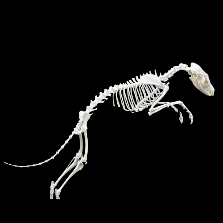 red fox Vulpes vulpes skeleton