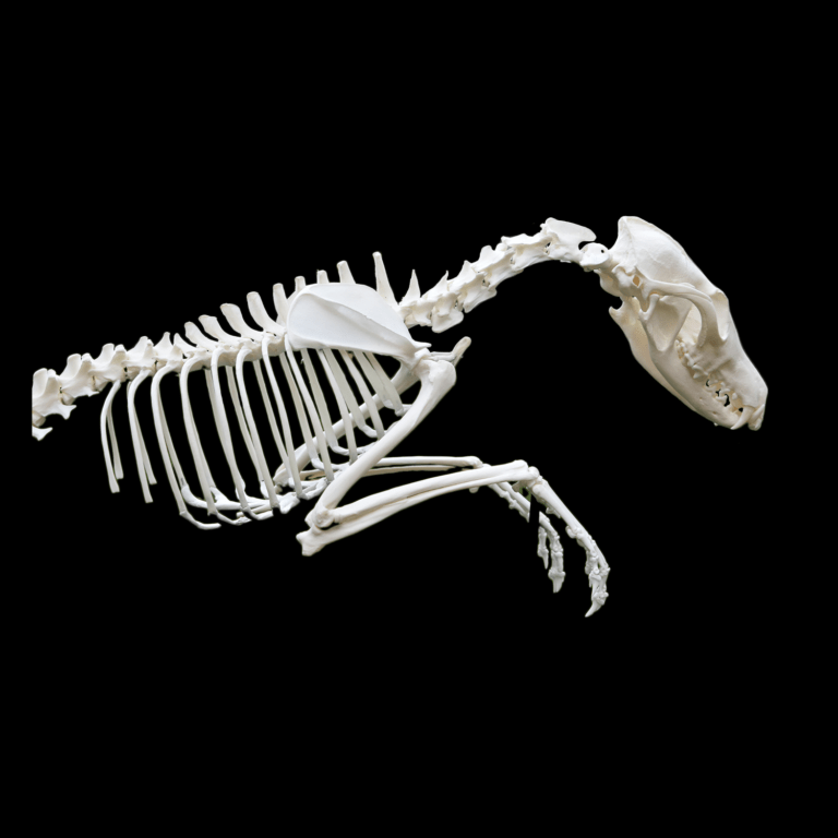 red fox skeleton