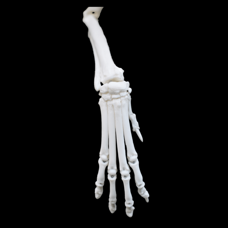 Carpal red fox skeleton