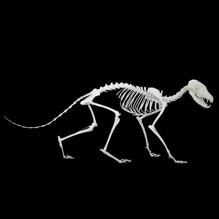 Vulpes vulpes skeleton