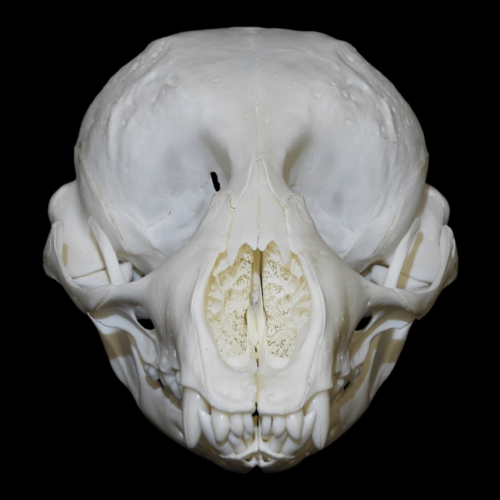 Harbour seal skull