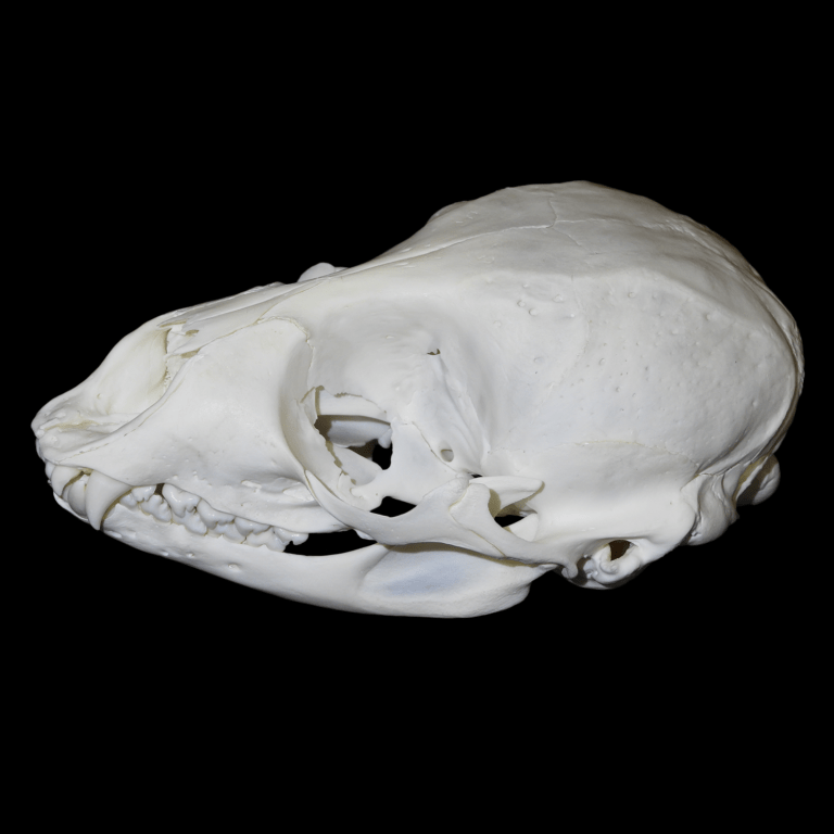 Harbour seal skull