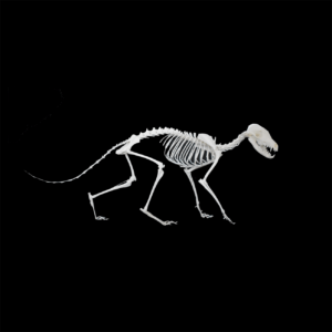 vos vulpes vulpes skelet