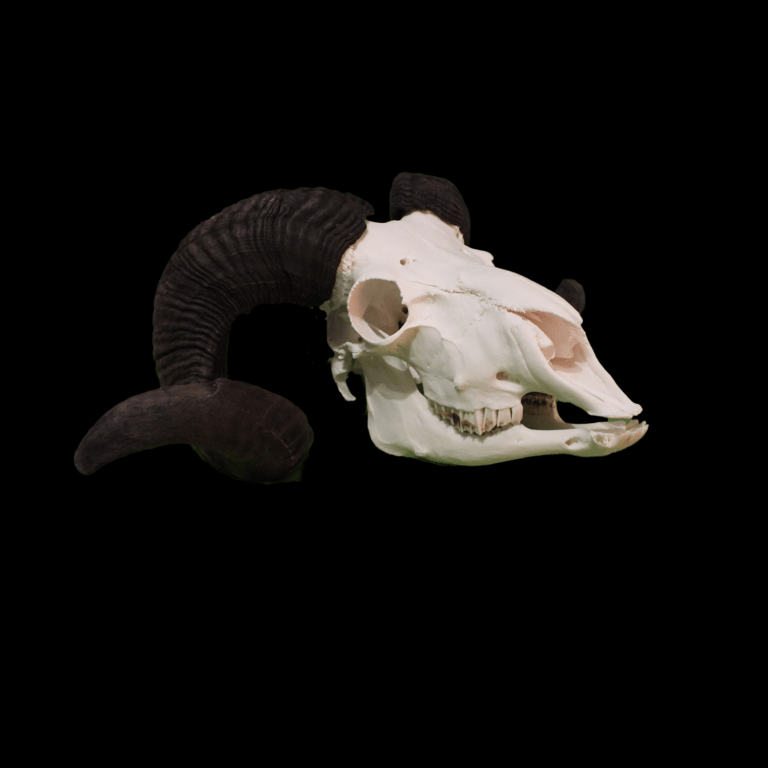 Ram skull