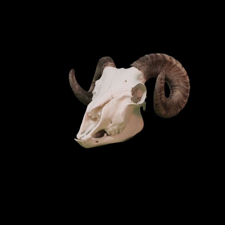 Ram skull