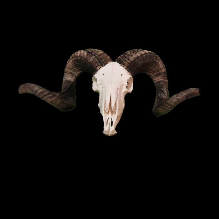 Ram skull for sale