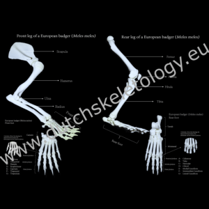 Badger paw skeleton poster for sale