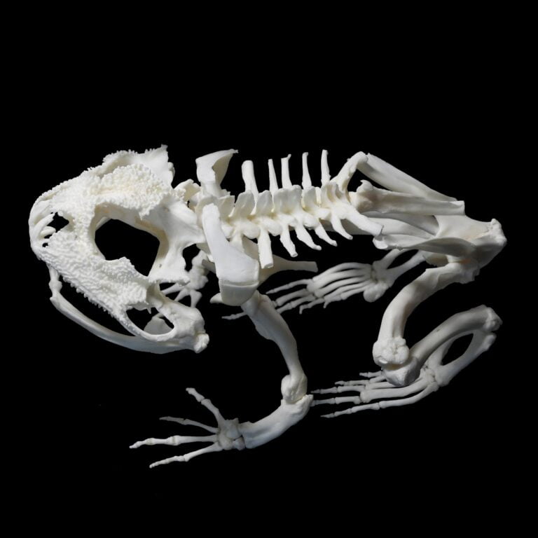 African bullfrog skeleton