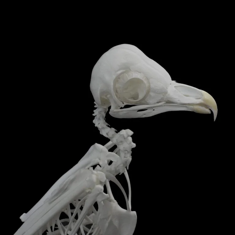 Barn owl (Tyto alba) skeleton