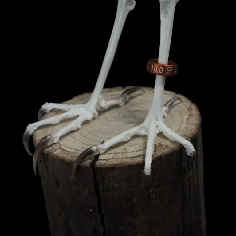 Barn owl feet bones