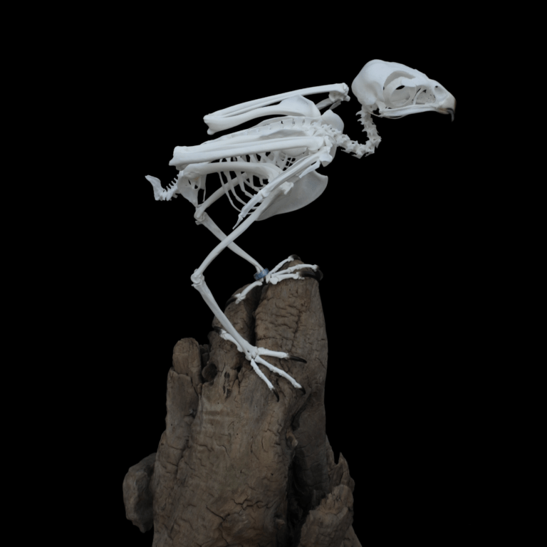 Harris's hawk (Parabuteo unicinctus) skeleton