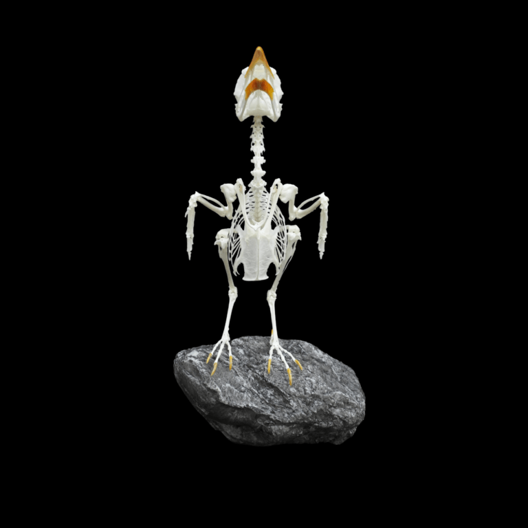 yellow-faced myna (Mino dumontii) skeleton