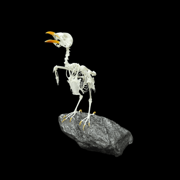 yellow-faced myna skeleton