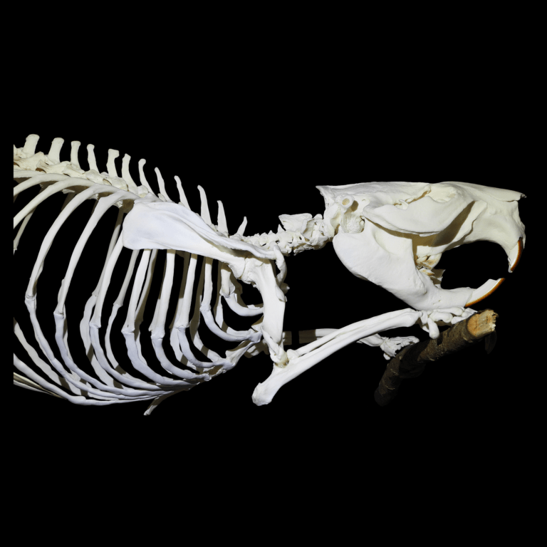 Eurasian beaver skeleton