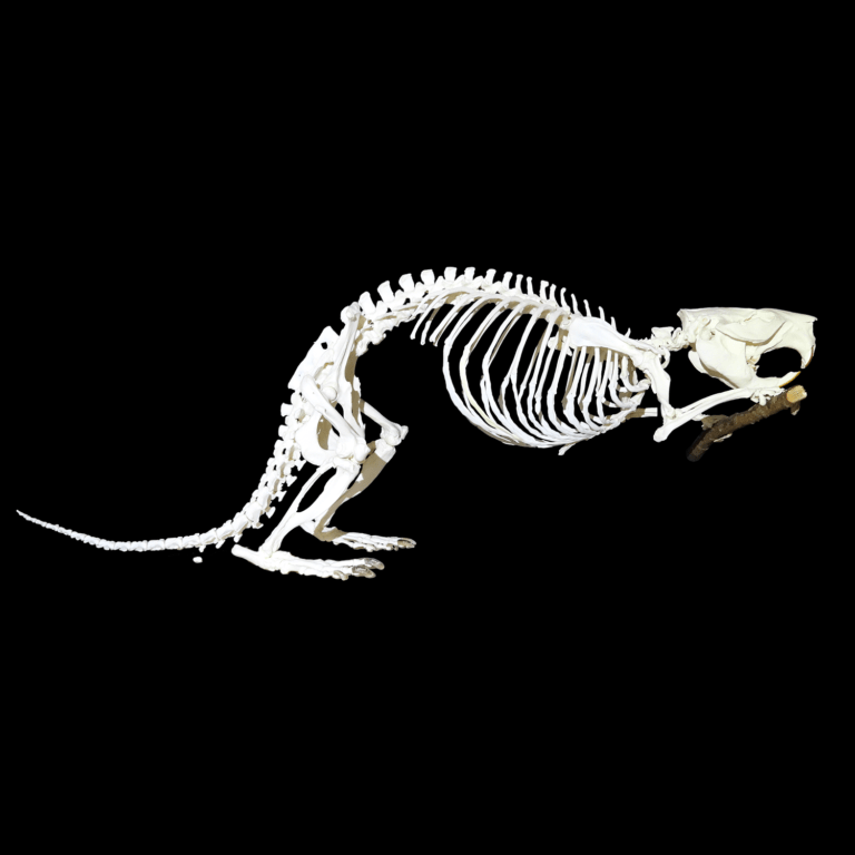 European beaver skeleton