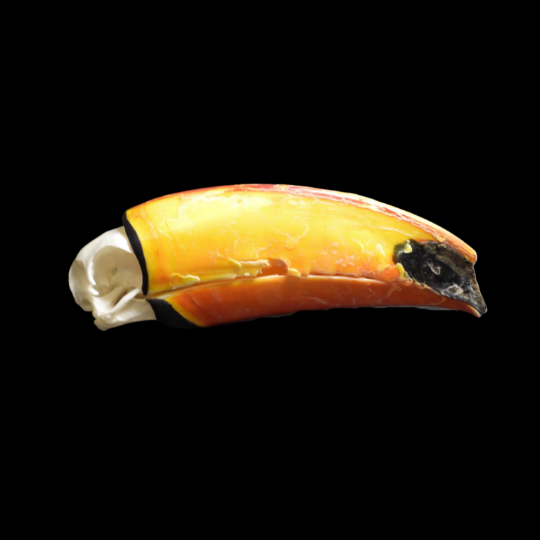 Toco toucan (Ramphastos toco) skull