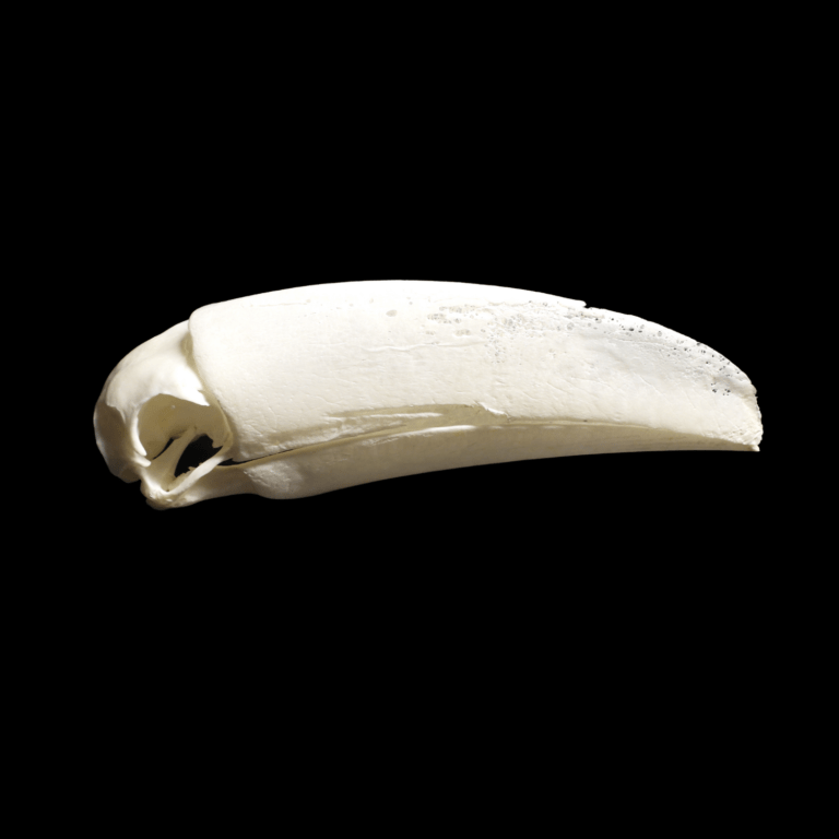 Ramphastos toco skull