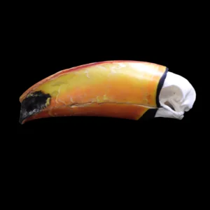 Toco toucan skull