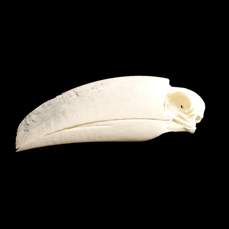 Toco toucan skull