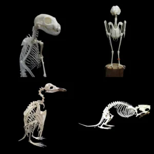 Portfolio skeletons