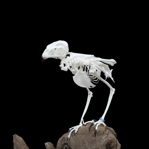 Harris hawk skeleton