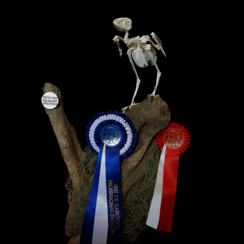 Eurotaxidermy championship 2023