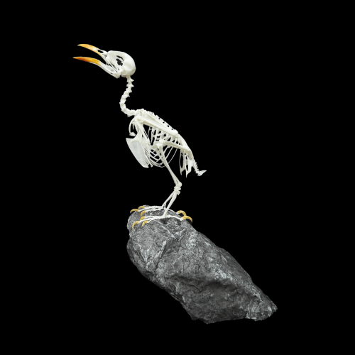 yellow-faced myna skeleton